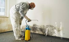 Best Basement Mold Removal  in Morristown, IN