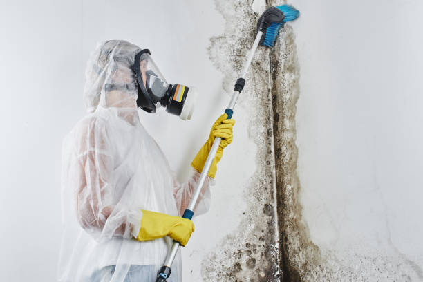 Best Commercial Mold Inspection  in Morristown, IN