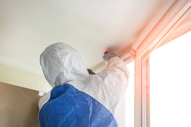 Why You Should Choose Our Mold Remediation Services in Morristown, IN