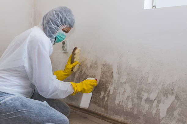 Best Mold Damage Restoration  in Morristown, IN