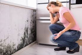 Professional Mold Removal Services in Morristown, IN